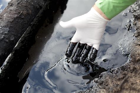 биоиндикаторы на загрязнение почвы нефтью